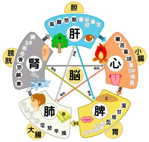 五行 健康|五行説の概要と人体との関係 